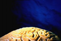 Brain  /  Taken in Key Largo, with a Sea & Sea Motormarin... by Guillermo Ramas 